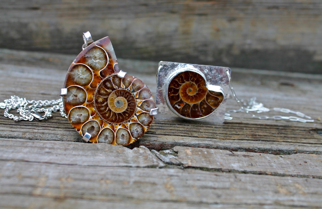 Ammonite Pieces From my studio 2021