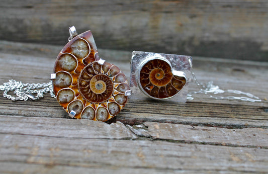 Ammonite Pieces From my studio 2021